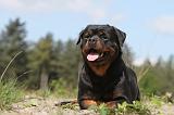 ROTTWEILER 185